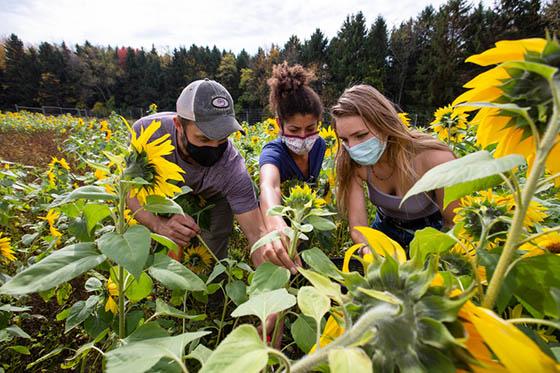 图为三名蒙面的波胆网站学生在伊甸园大厅校园的田野里收割向日葵